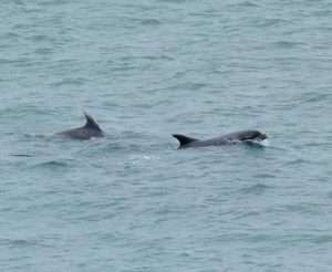 Bottle Nose Dolphin at Berry Head by Mike Langman on August 7 2012