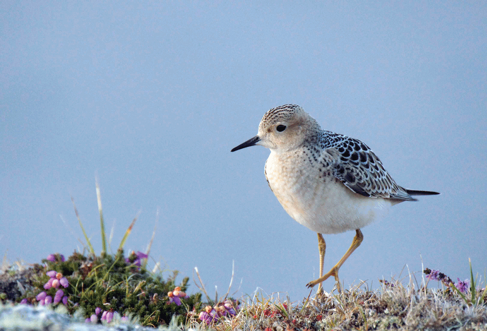 Buff-breasted Sandpiper by Elisabeth Price at Lundy