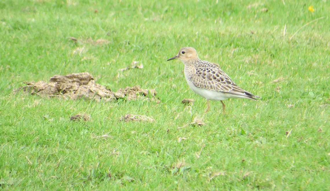 Buff-breasted Sandpiper by Mark Worden at lundy