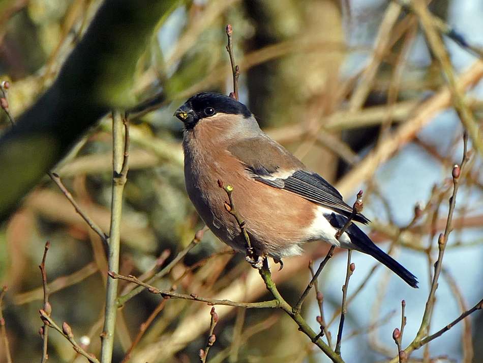 Bullfinch by Derek Stacey at Wrafton Pond