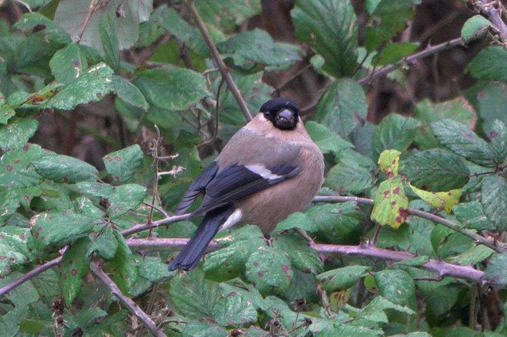 Bullfinch by John Reeves at Bowling Green Marsh RSPB Reserve