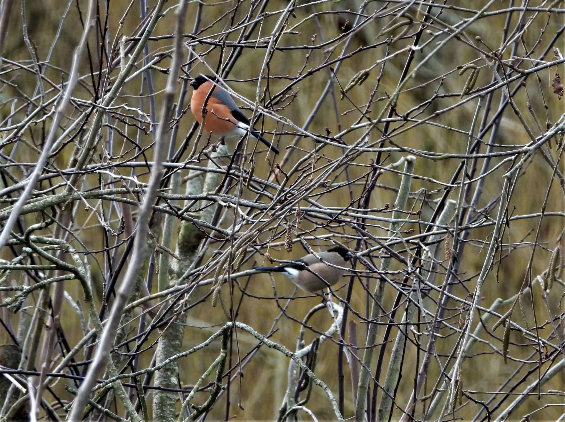 Bullfinch by Kenneth Bradley at Combeinteignhead