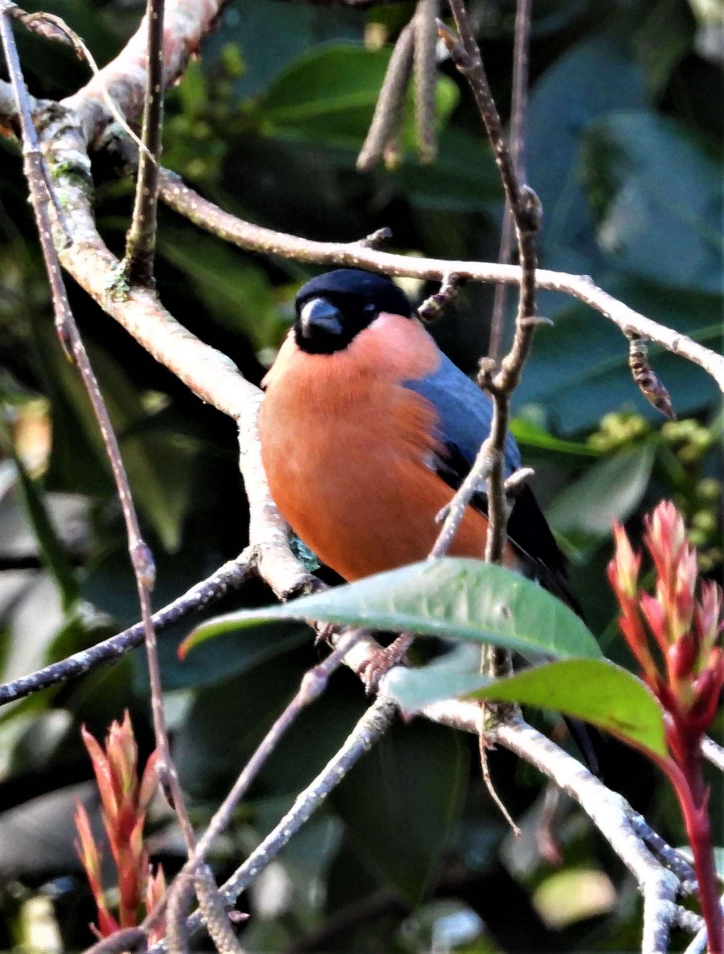 Bullfinch by Kenneth Bradley at Combeinteignhead