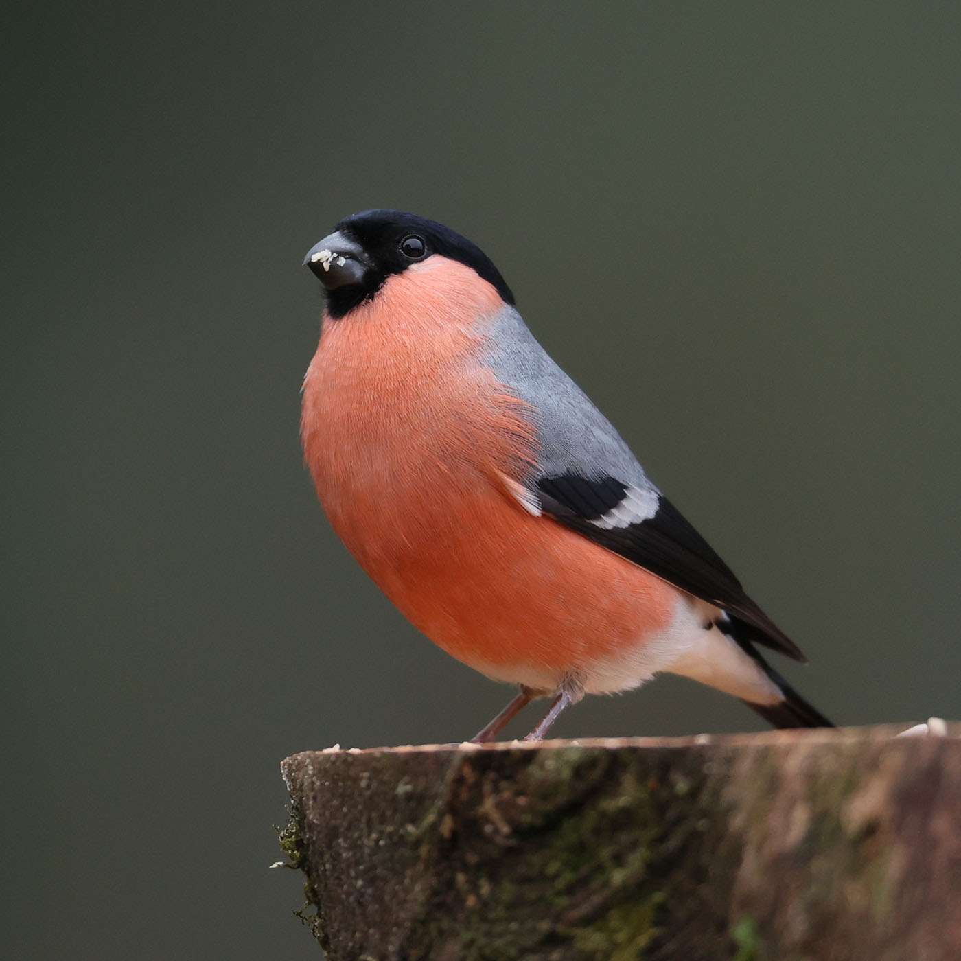 Bullfinch by Steve Hopper at South Brent