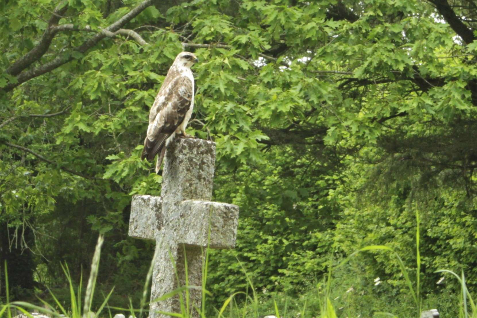 Buzzard by David Back at All Saints Churchyard