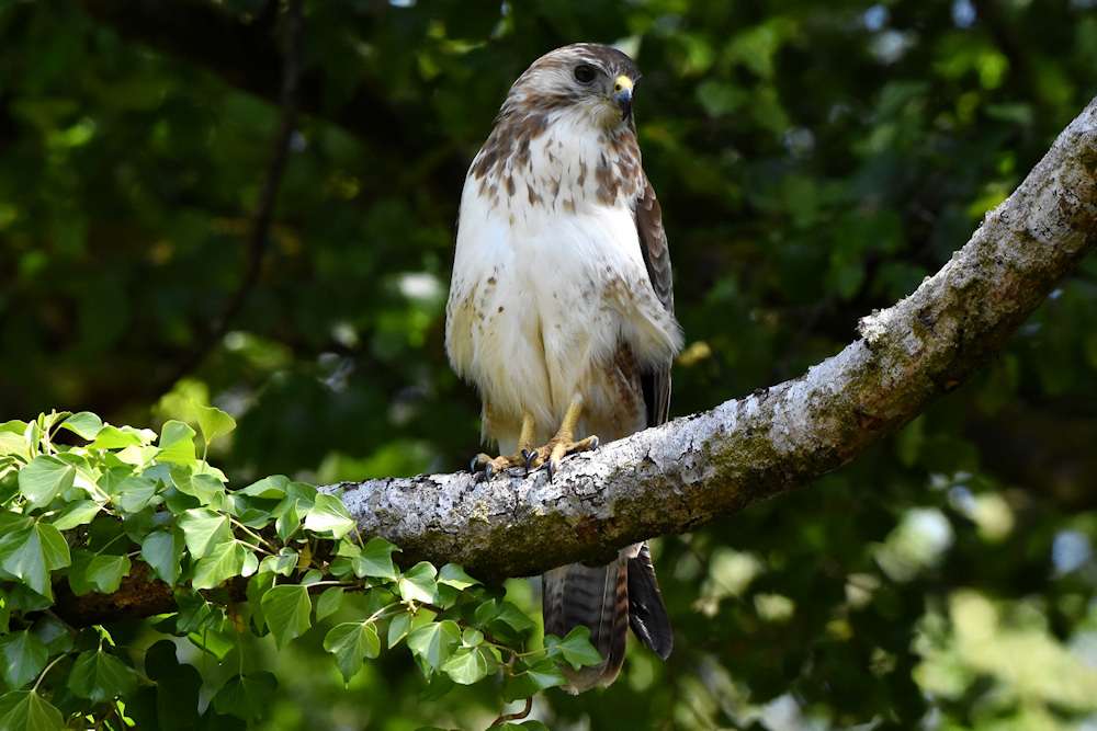 Buzzard by Greg Bradbury at Plym Woods