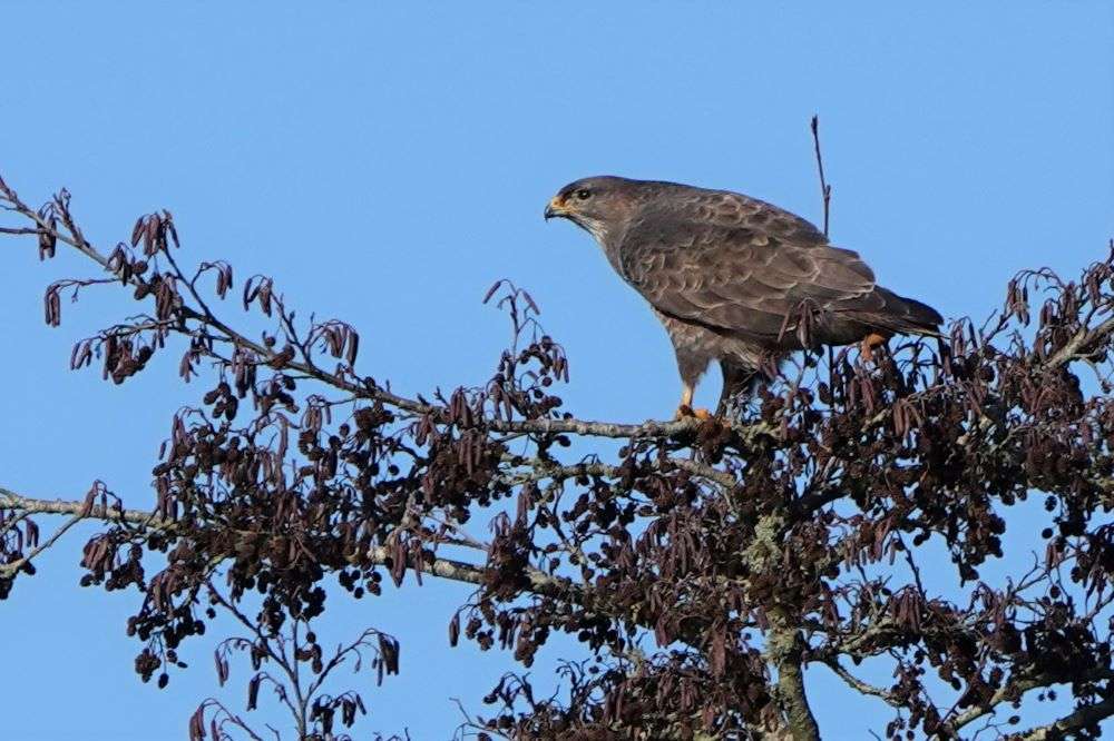 Buzzard by John Reeves at River Otter near Ottery St Mary