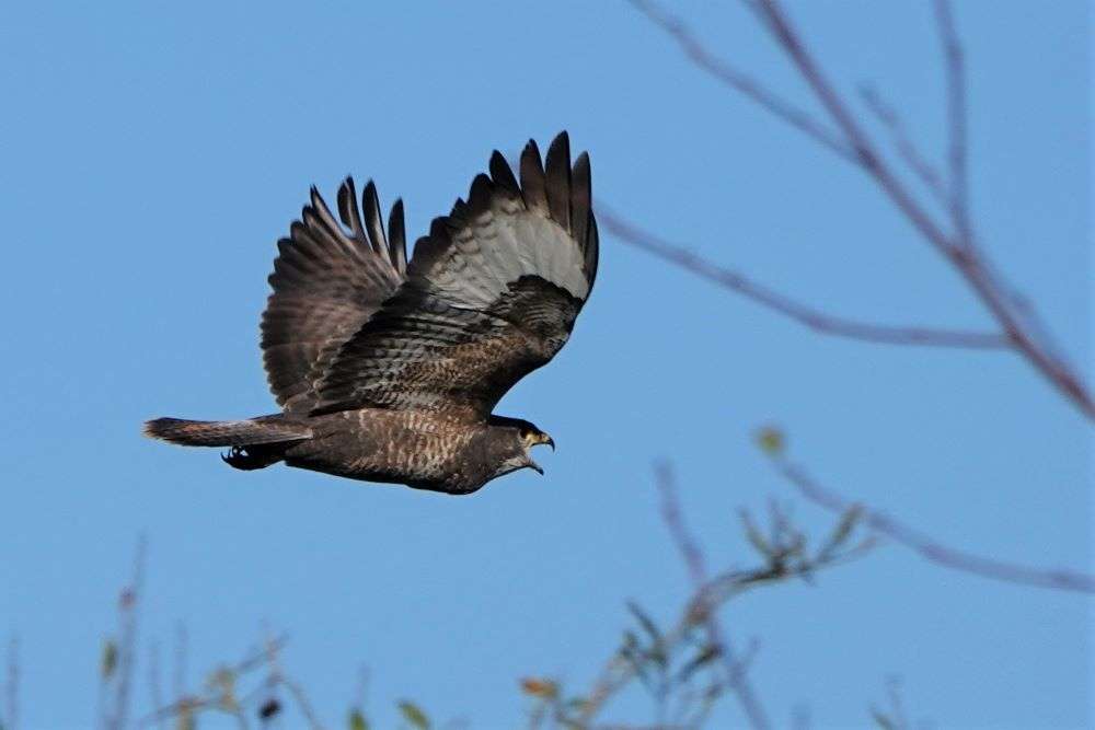 Buzzard by John Reeves at River Otter near Ottery St Mary