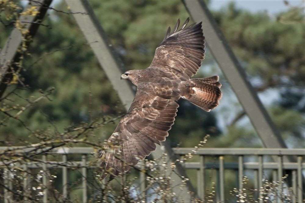 Buzzard by John Reeves at River Otter
