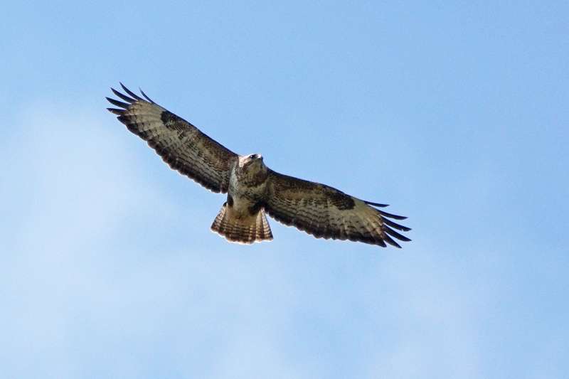 Buzzard by Keith McGinn at Bishopsteignton