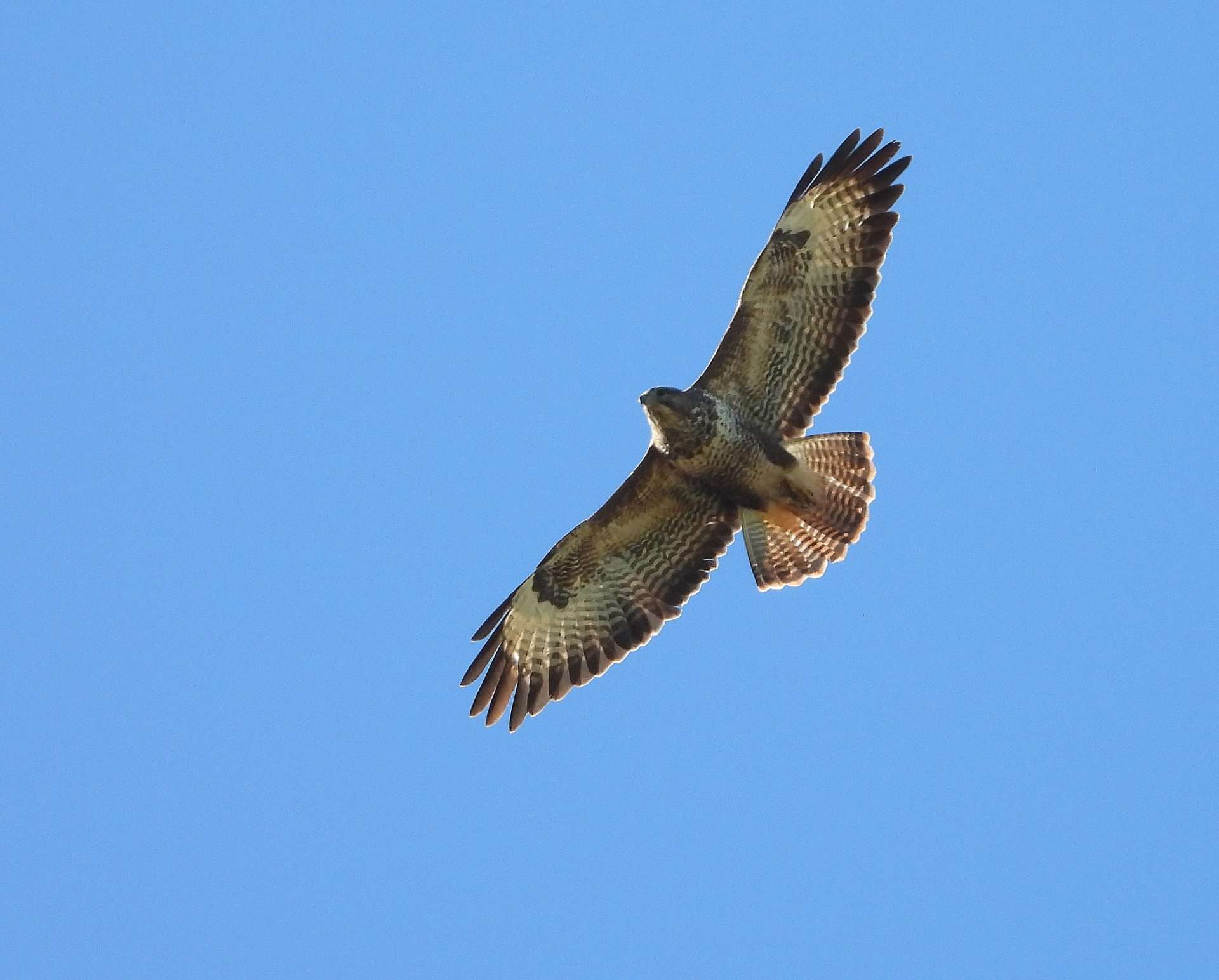 Buzzard at Combeinteignhead by Kenneth Bradley - Devon Birds