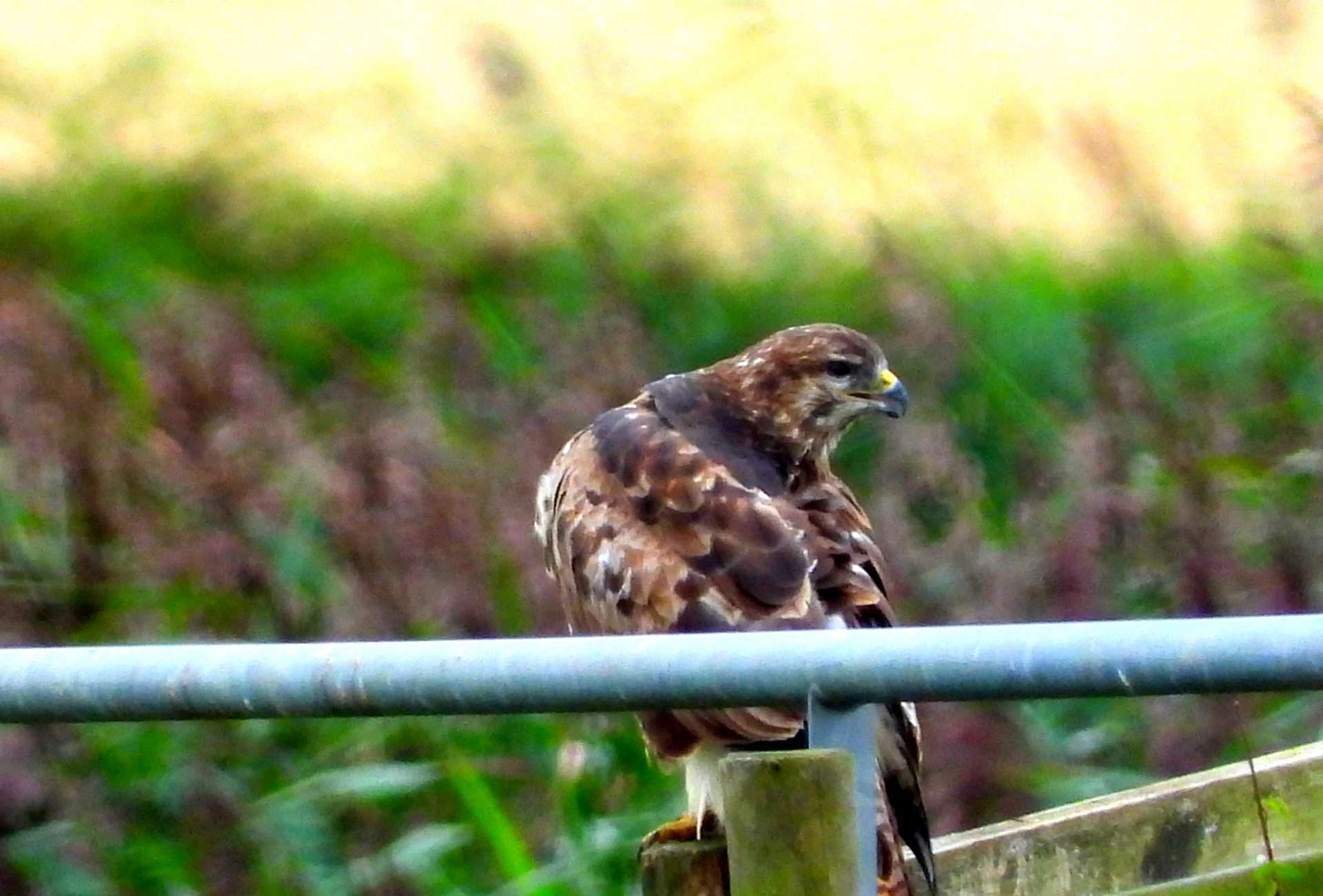 Buzzard by Kenneth Bradley at Exminster marshes RSPB