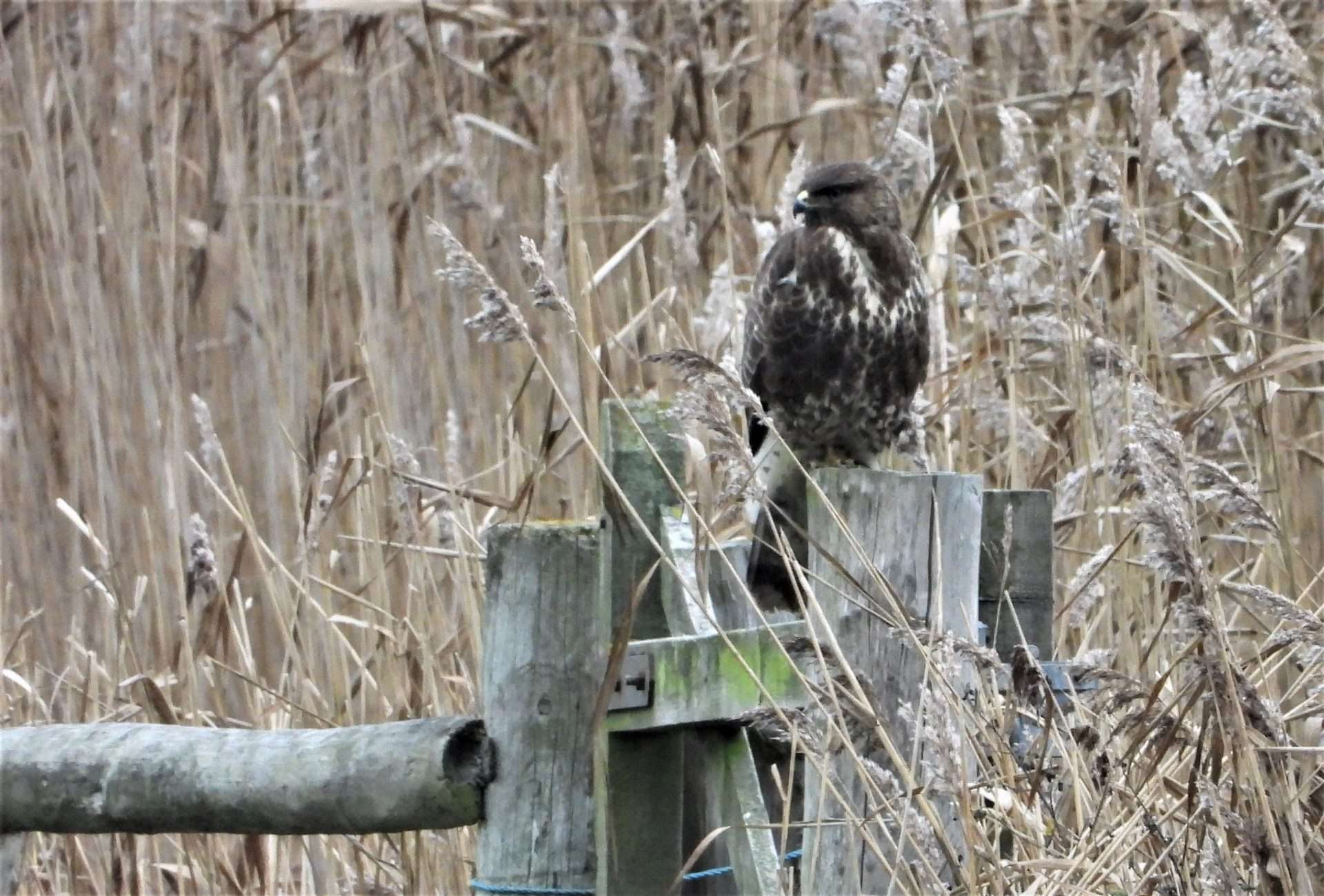 Buzzard by Kenneth Bradley at Exminster marshes RSPB