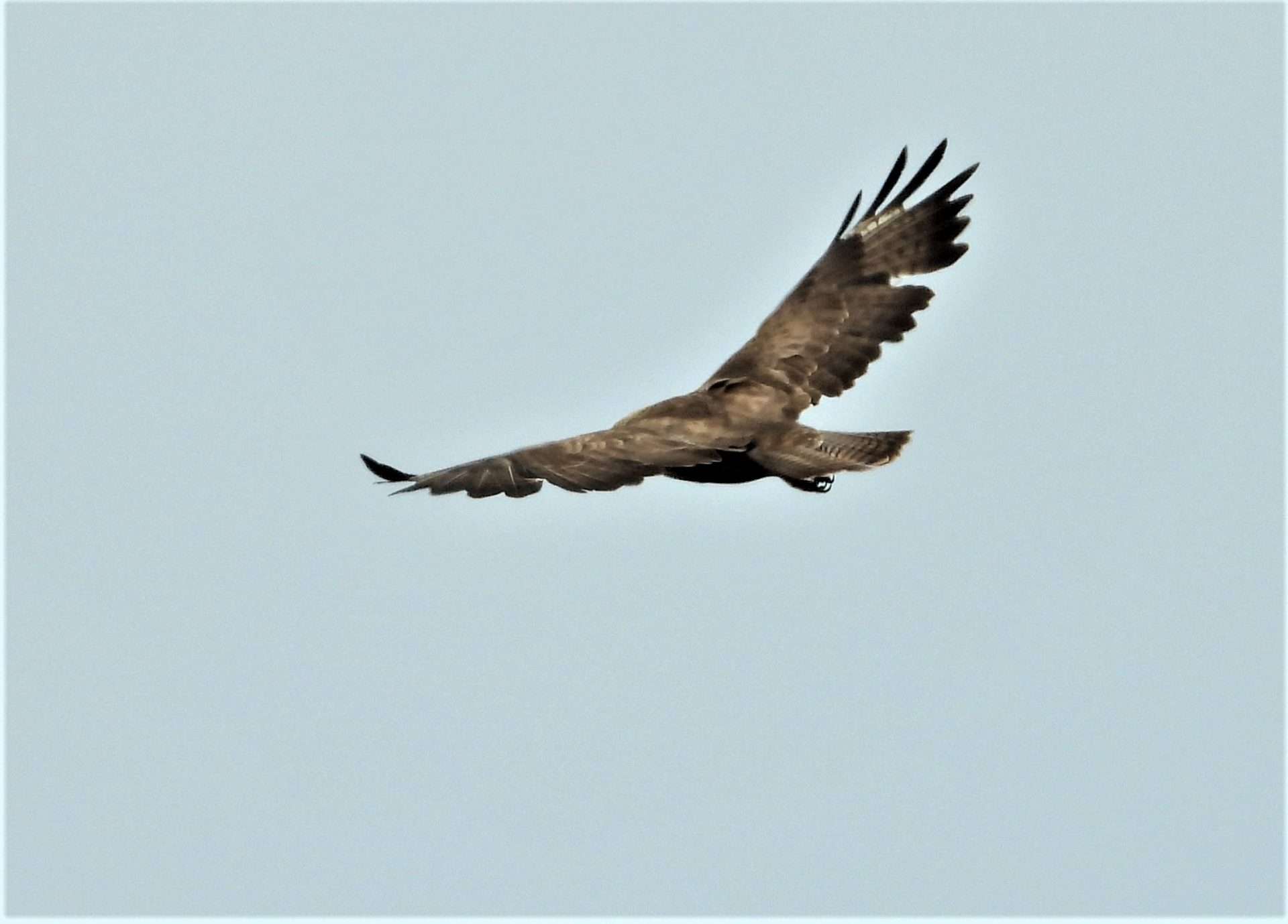 Buzzard by Kenneth at Haccombe