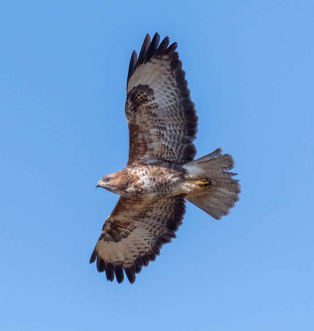 Buzzard at Dartmoor by Mark Sturman - Devon Birds