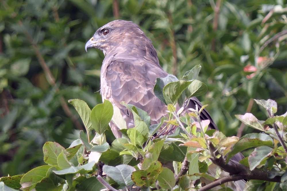 Buzzard by Martin Thorne at Ilfracombe