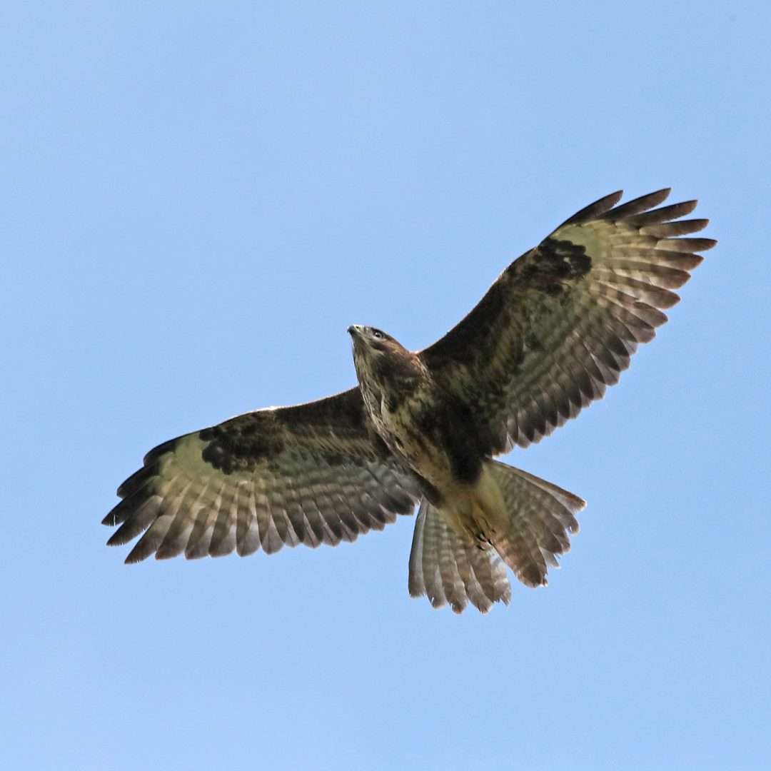 Buzzard at South Brent by Steve Hopper - Devon Birds