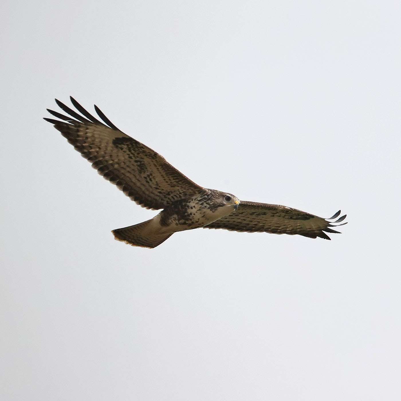 Buzzard by Steve Hopper at South Brent