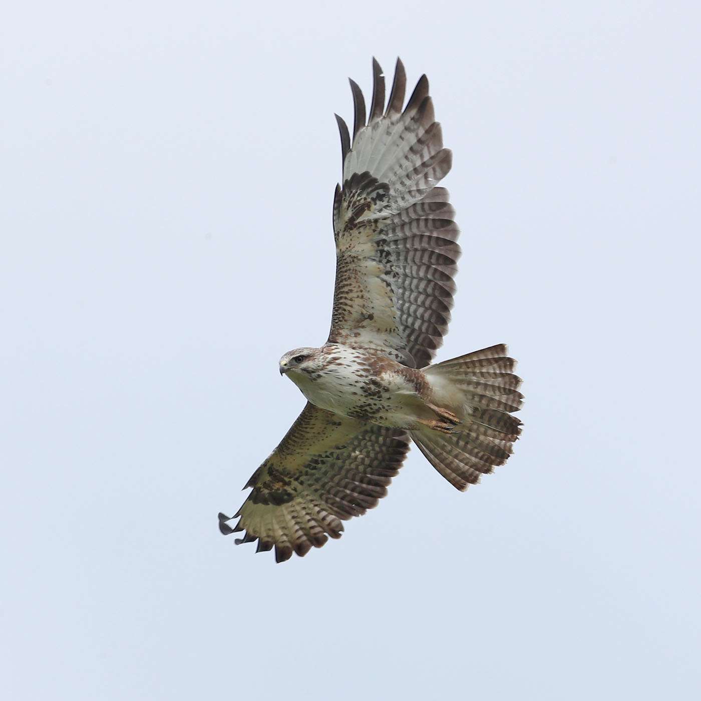 Buzzard at South Brent by Steve Hopper - Devon Birds