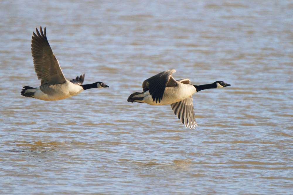 Canada Geese by Mike Jones at Topsham