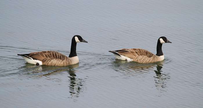 Canada Goose by Alan Livsey at Ernesettle
