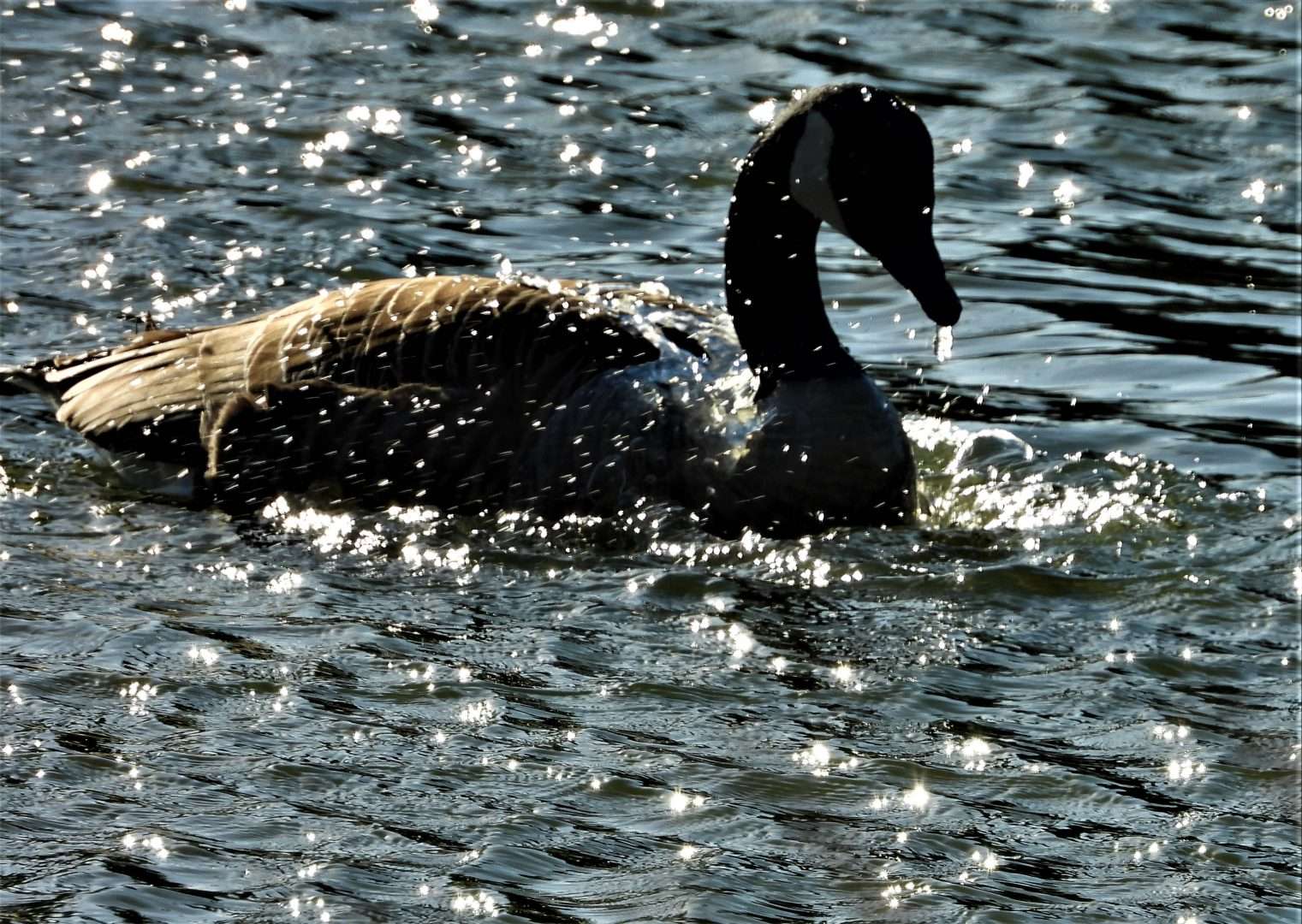 Canada Goose by Kenneth Bradley at Dartington