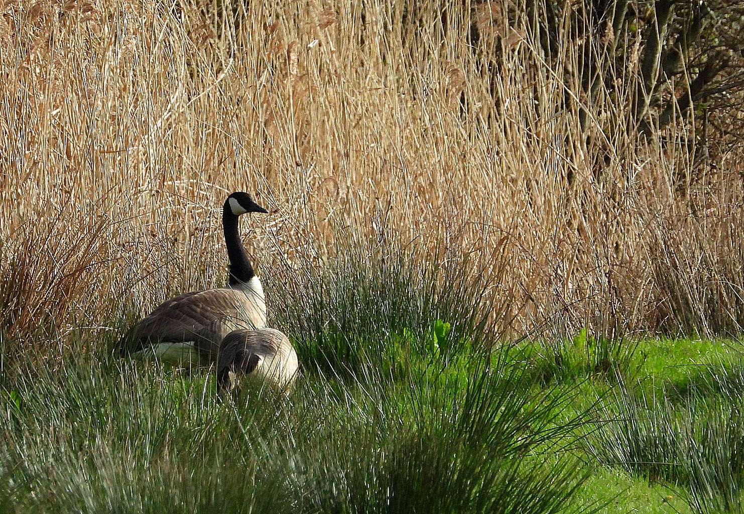 Canada Goose by Kenneth Bradley at Exminster marshes RSPB