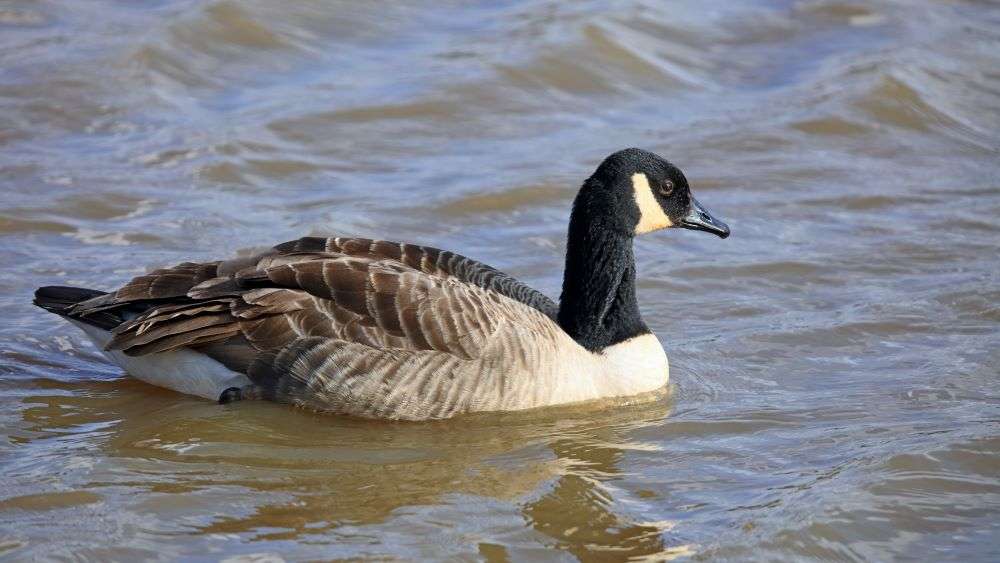 Canada Goose by Mike Jones at Bowling Green Marsh