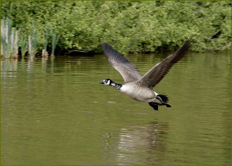 Canada goose by Ron Champion at Clennon Valley lakes