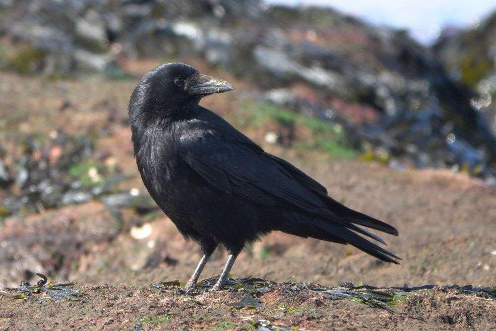 Carrion Crow by John Reeves at Maer Rocks