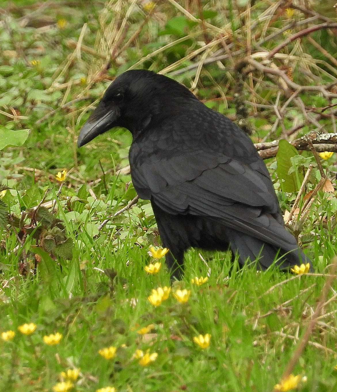 Carrion Crow by Kenneth Bradley at Parke NT