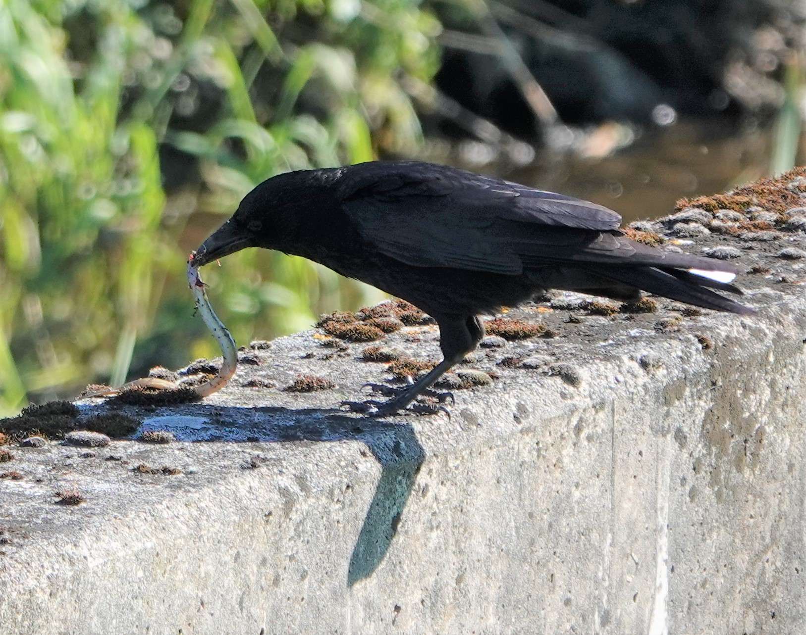 Carrion Crow by Paul Howrihane at Lower Tamar Lake