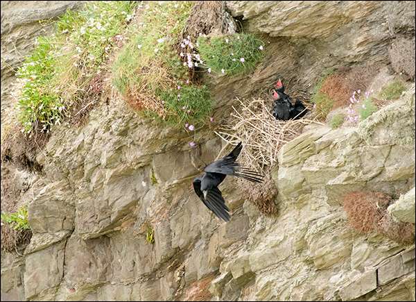 Carrion crow by Ron Champion at South Devon coast path near Kingsbridge