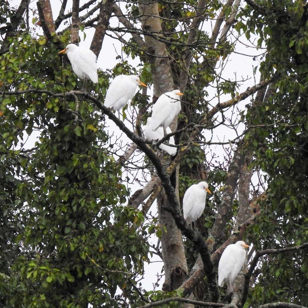 Cattle Egret by Emma Whitton at Fremington Quay