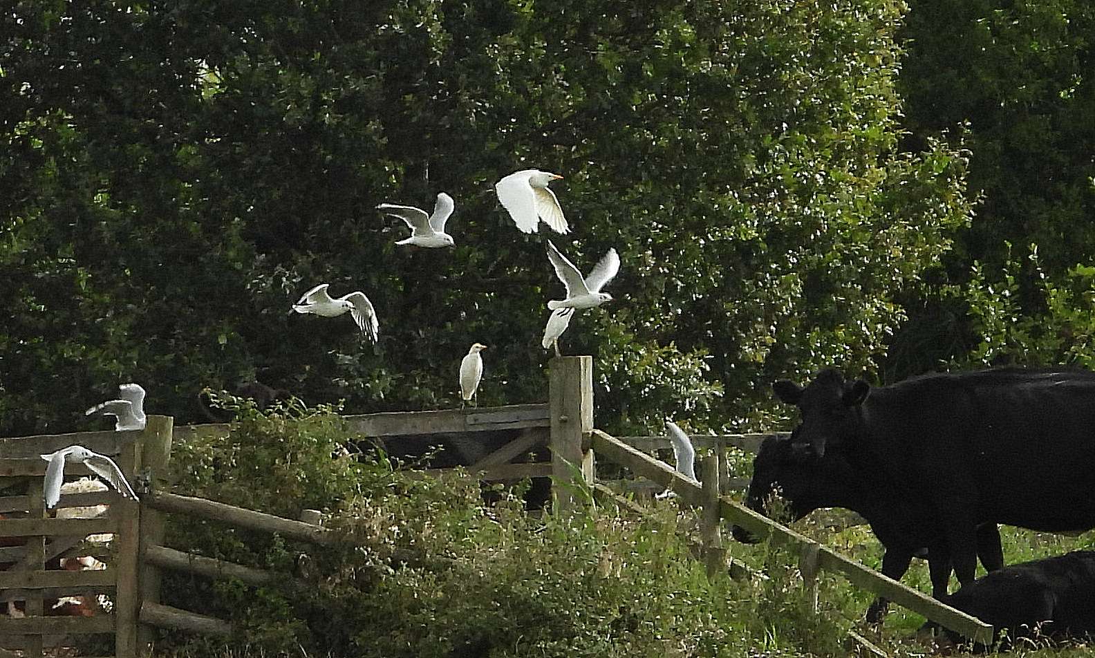Cattle Egret by Kenneth Bradley at Exminster marshes RSPB