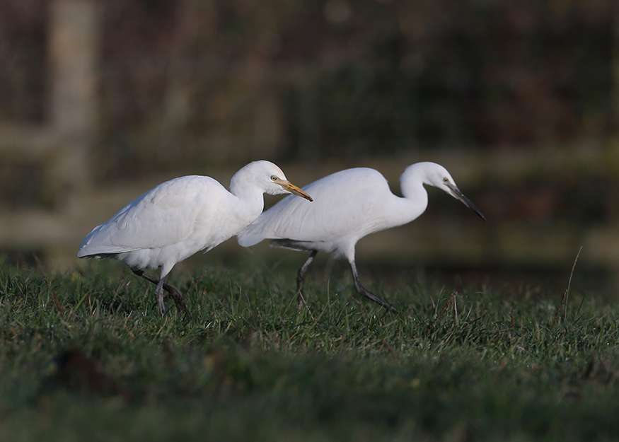 Cattle Egret by Steve Hopper at Teigngrace