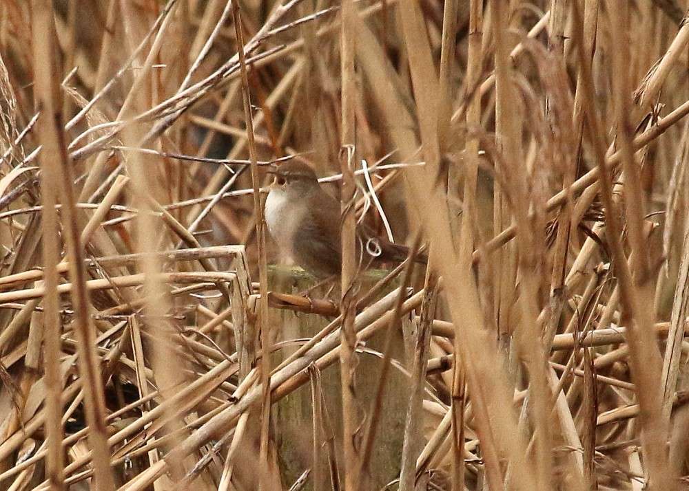 Cetti's Warbler by Paul Albrechtsen at Mansands