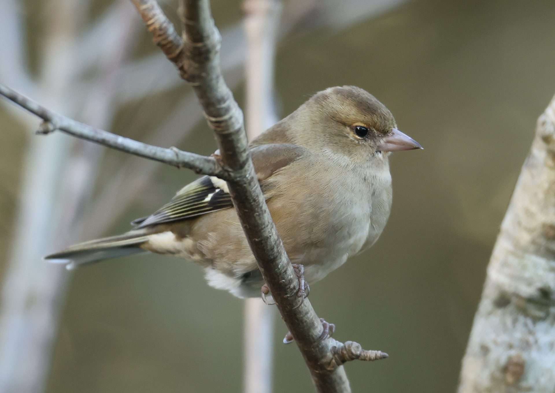 Chaffinch by Steve Hopper at South Brent