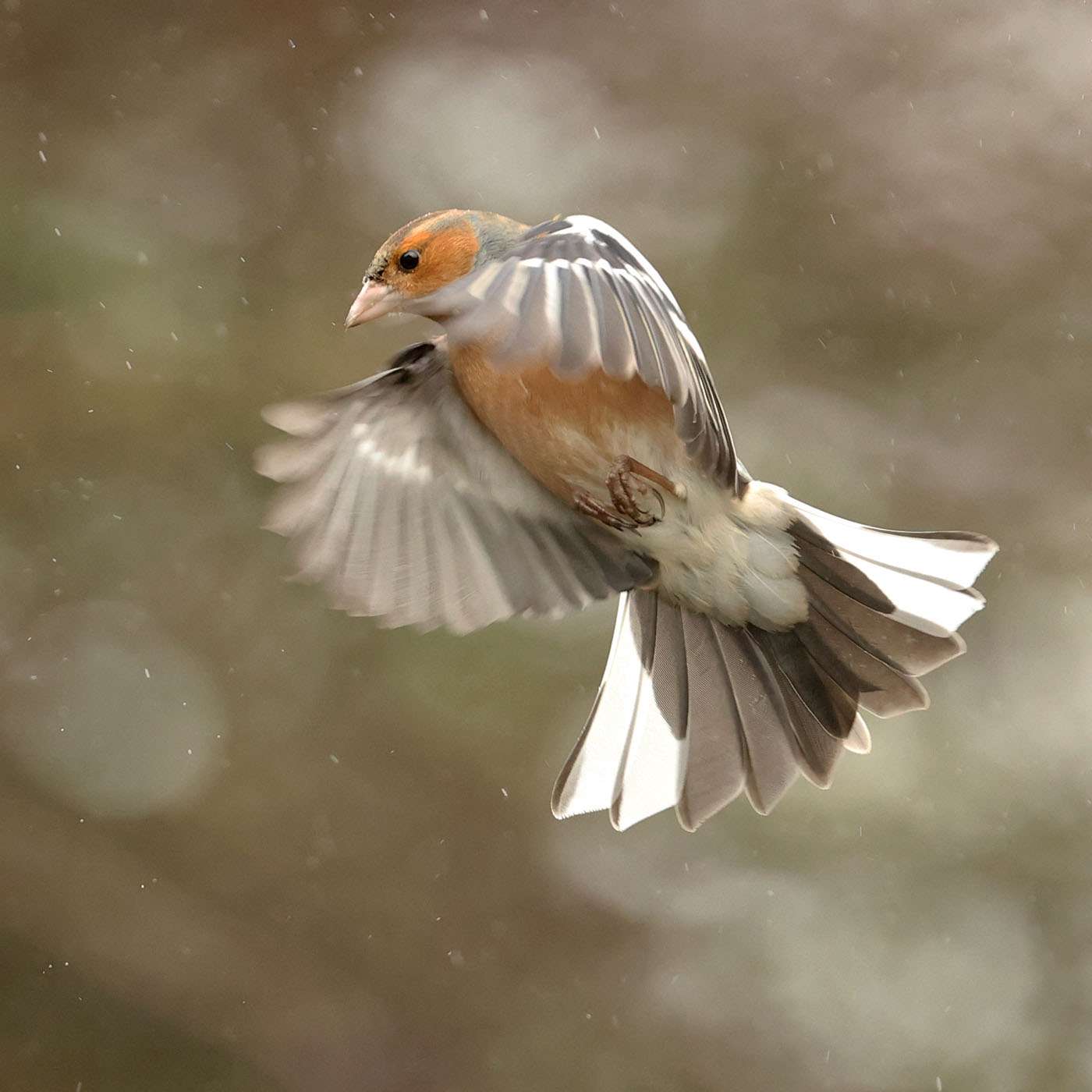 Chaffinch by Steve Hopper at South Brent