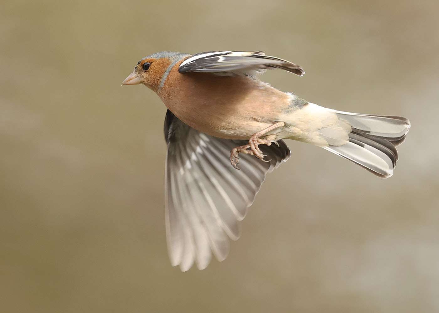 Chaffinch by Steve Hopper at South Brent