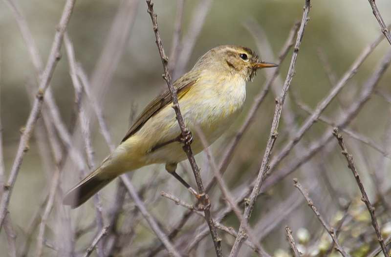 Chiffchaff by Alan Livsey at Wembury point