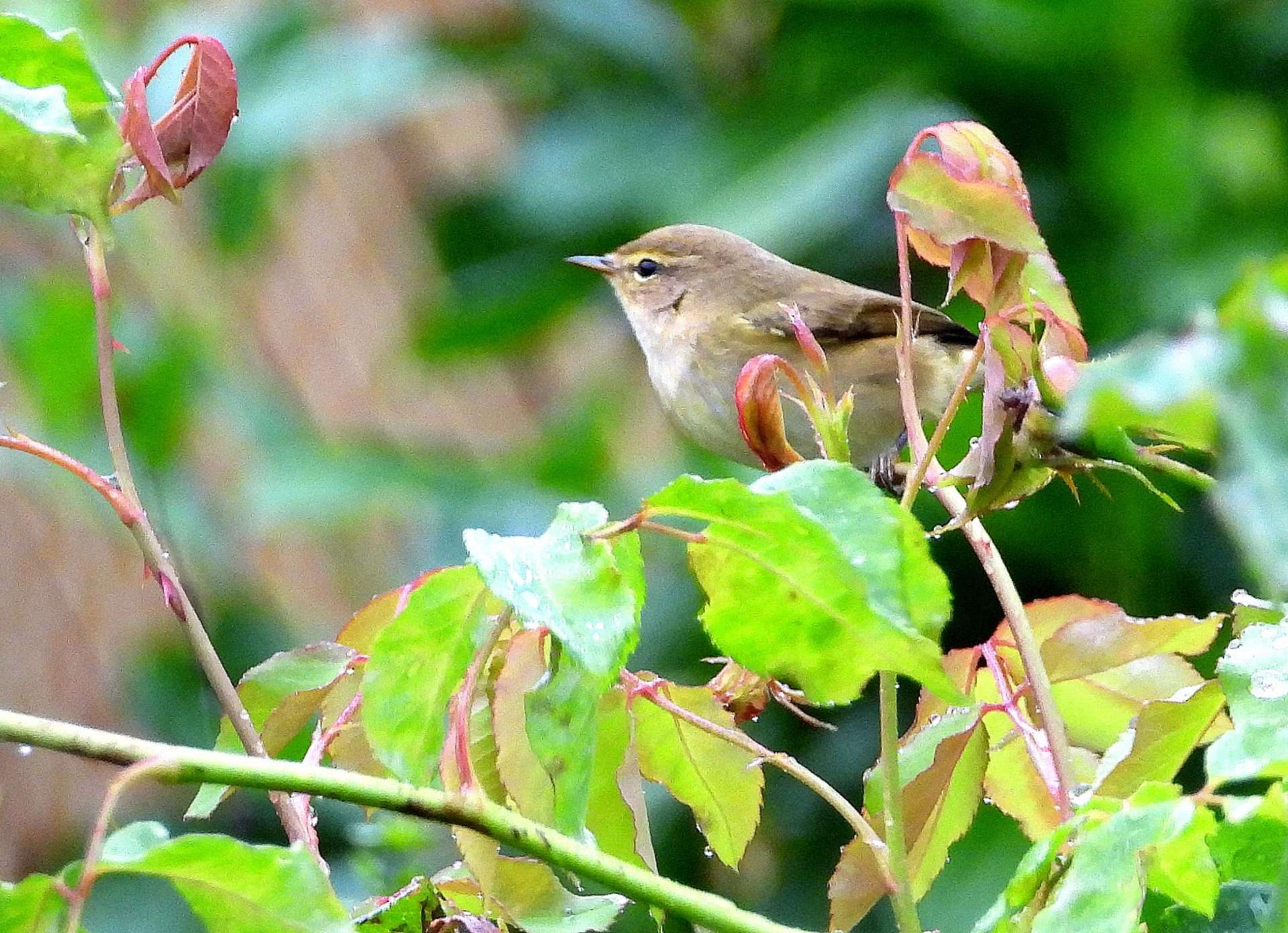 Chiffchaff by Kenneth Bradley at Combeinteignhead