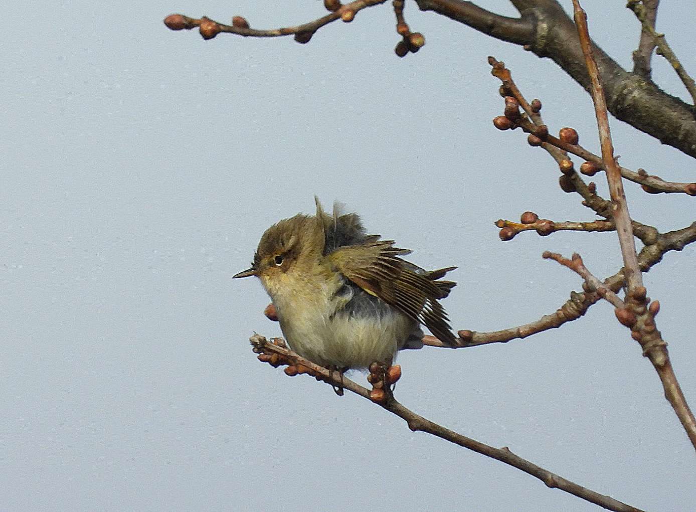 Chiffchaff by Kenneth Bradley at Exminster marshes RSPB