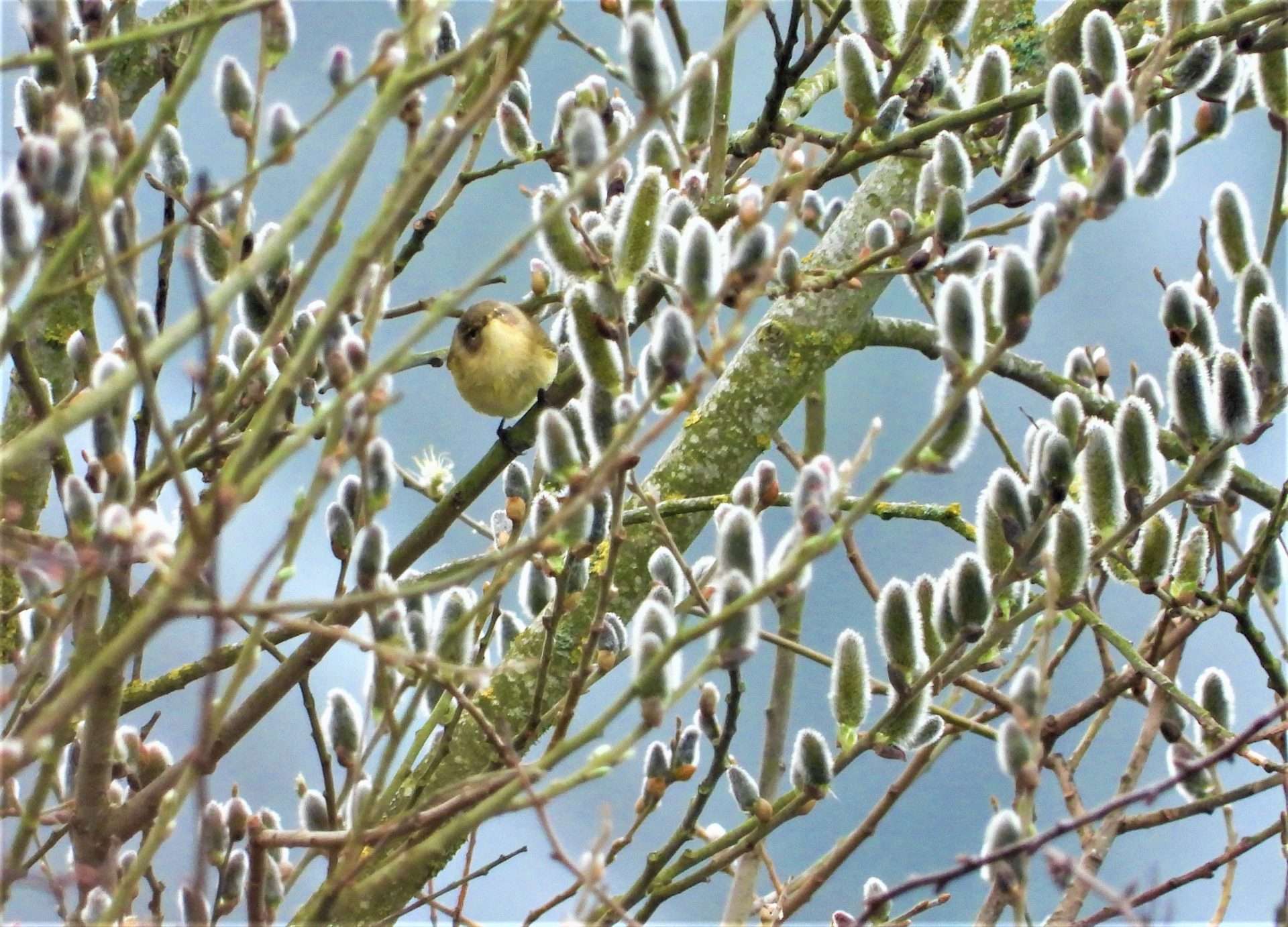 Chiffchaff by Kenneth Bradley at Exminster marshes RSPB