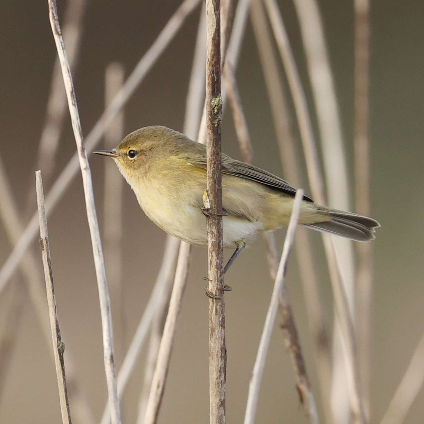 Chiffchaff by Steve Hopper at Broadsands