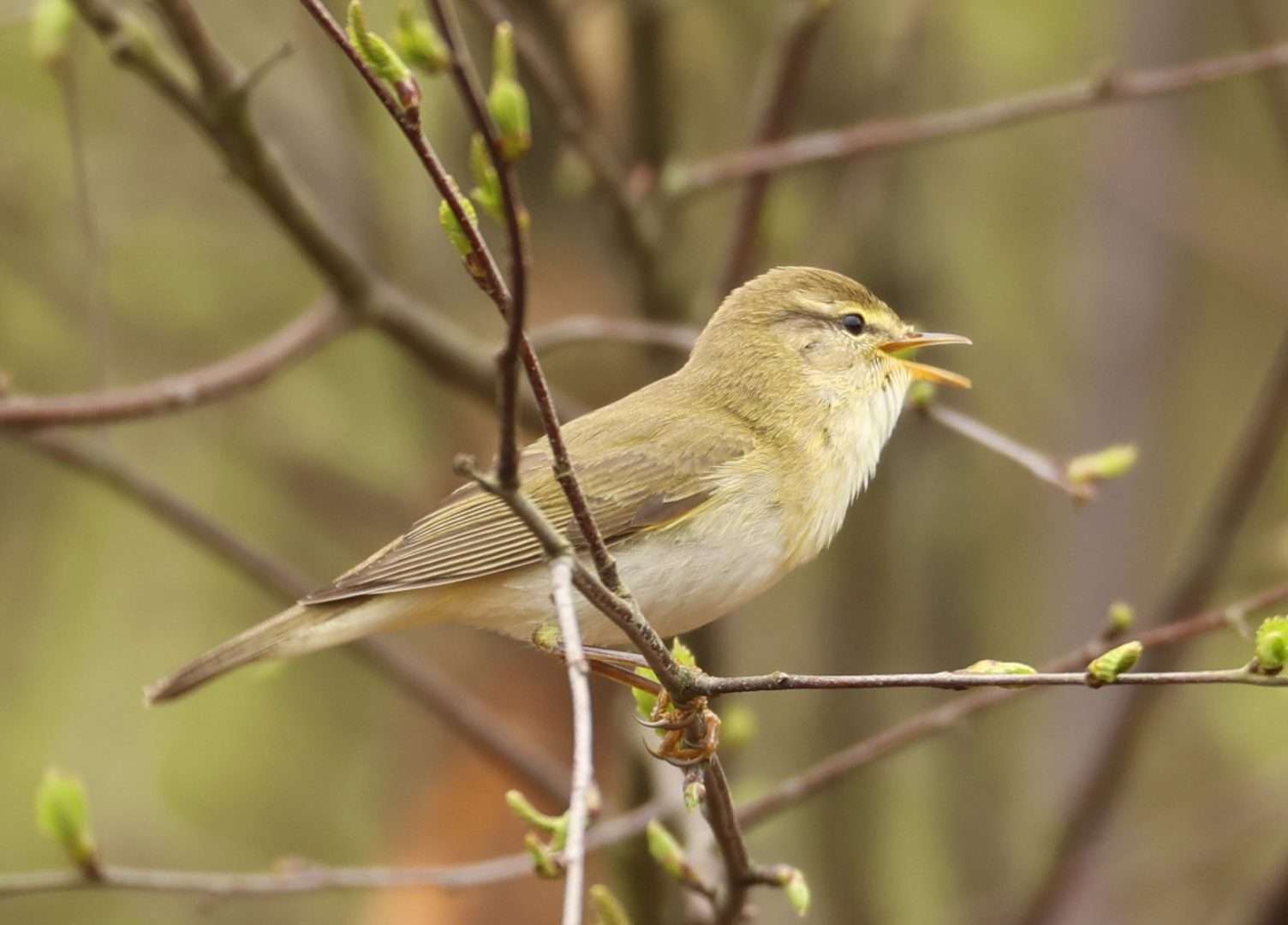 Chiffchaff by Steve Hopper at Ideford Common