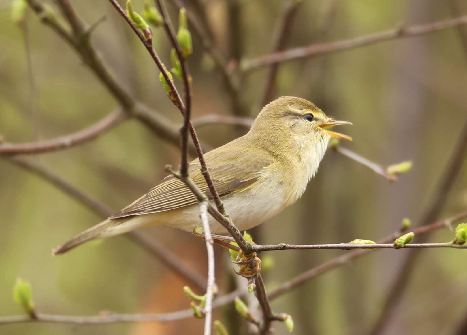 Chiffchaff by Steve Hopper at Ideford Common
