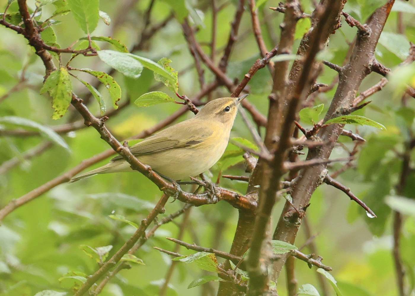 Chiffchaff by Steve Hopper at South Brent