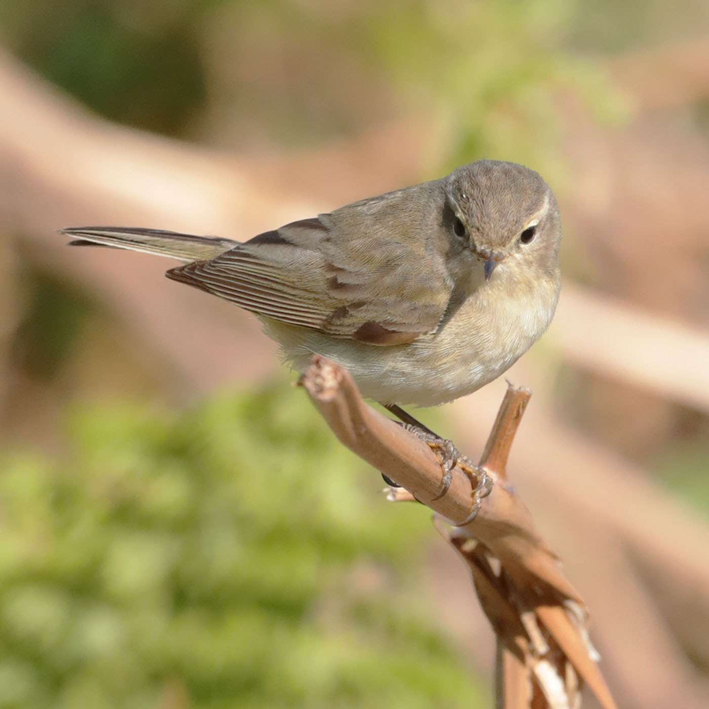 Chiffchaff by Steve Hopper at Yarner
