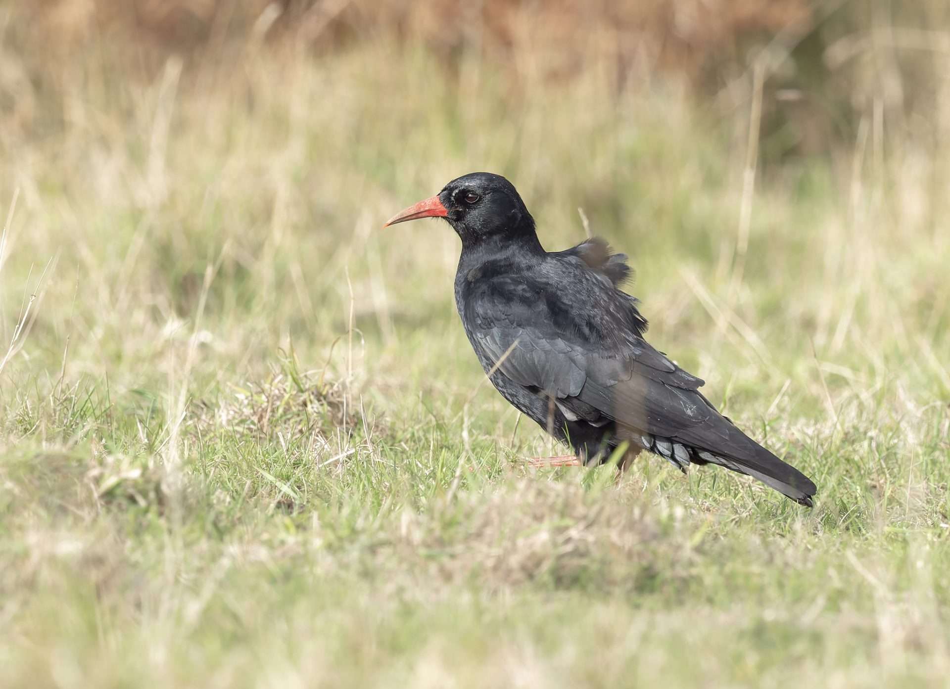 Chough by Fleming at Gammon Head